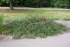 Cotoneaster apiculatus