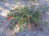 Cotoneaster apiculatus