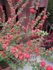 Cotoneaster conspicuus