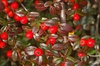 Cotoneaster dammeri
