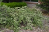 Cotoneaster dammeri