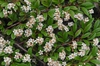 Cotoneaster dammeri