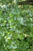 Cotoneaster divaricatus