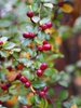 Fruits and leaves