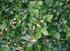 Fruits and leaves