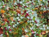 Fruits and leaves