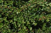 Cotoneaster horizontalis