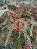 Cotoneaster horizontalis