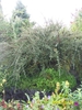 Cotoneaster integrifolius