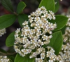 Flower Cluster