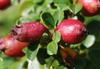 Fruit