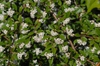 Cotoneaster salicifolius - flowers up close