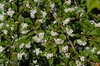 Cotoneaster salicifolius Flower and Leaf