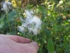 Crassocephalum crepidioides