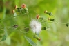 Crassocephalum crepidioides