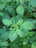 Crassocephalum crepidioides