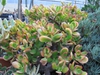 Crassula Ovata 'Variegata'