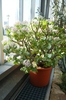 Potted