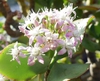 Flower close up