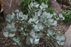 Form