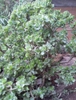 Form