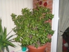 Form of a 40 year old plant