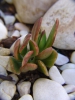 Crassula Ovata 'Variegata'