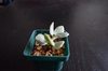 Crassula Ovata 'Variegata'