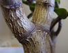 Trunk of a 10 year old plant