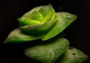 Close-up of fleshy, opposite, sessile, triangular leaves.