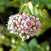 Cluster of small, pink, star-shaped flowers.