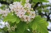 Crataegus mollis
