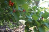 Crataegus mollis