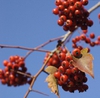 Crataegus phaenopyrum berries