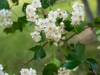 Crataegus phaenopyrum flowers