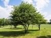 Crataegus phaenopyrum
