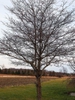 Crataegus phaenopyrum
