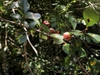 Fruit