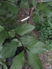Leaves
