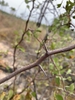 Branch with thorns