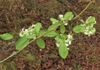 Back of leaves and flowers
