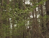Form