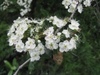 Crataegus crusgalli var. pyricanthifolia - flowers