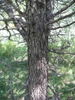 Thorns on trunk