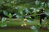 Crataegus crusgalli