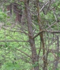 Mature Bark