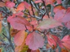 Leaves in Fall