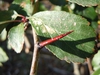 Thorn