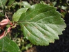 Leaves