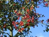 Fruit